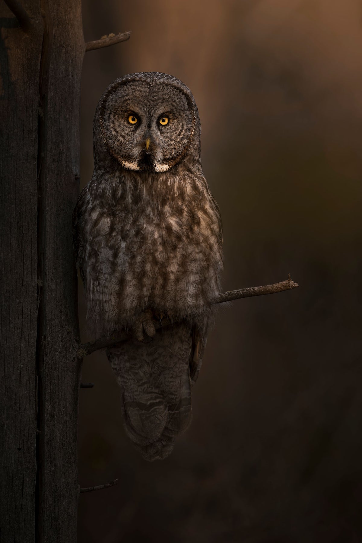 Last Light Great Grey