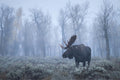 Misty Moose