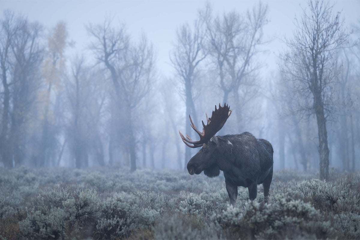 Misty Moose