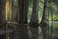 Montana Woodland