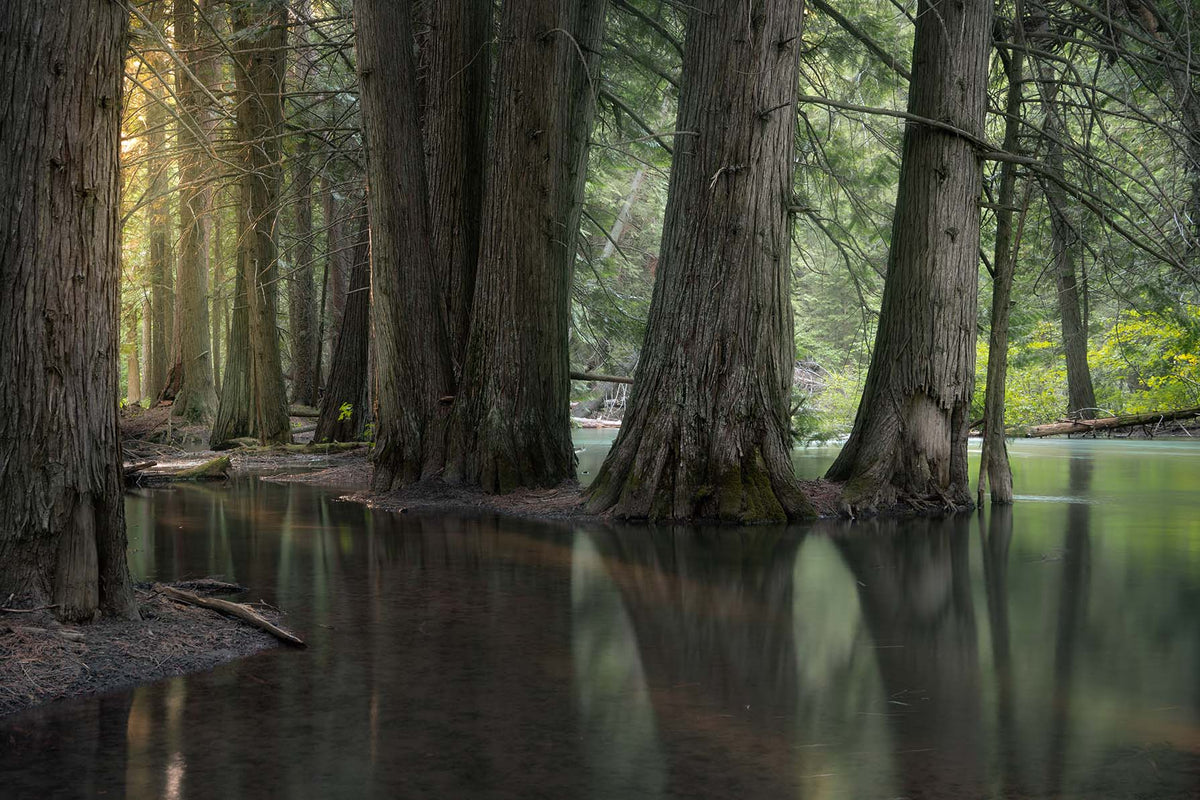 Montana Woodland