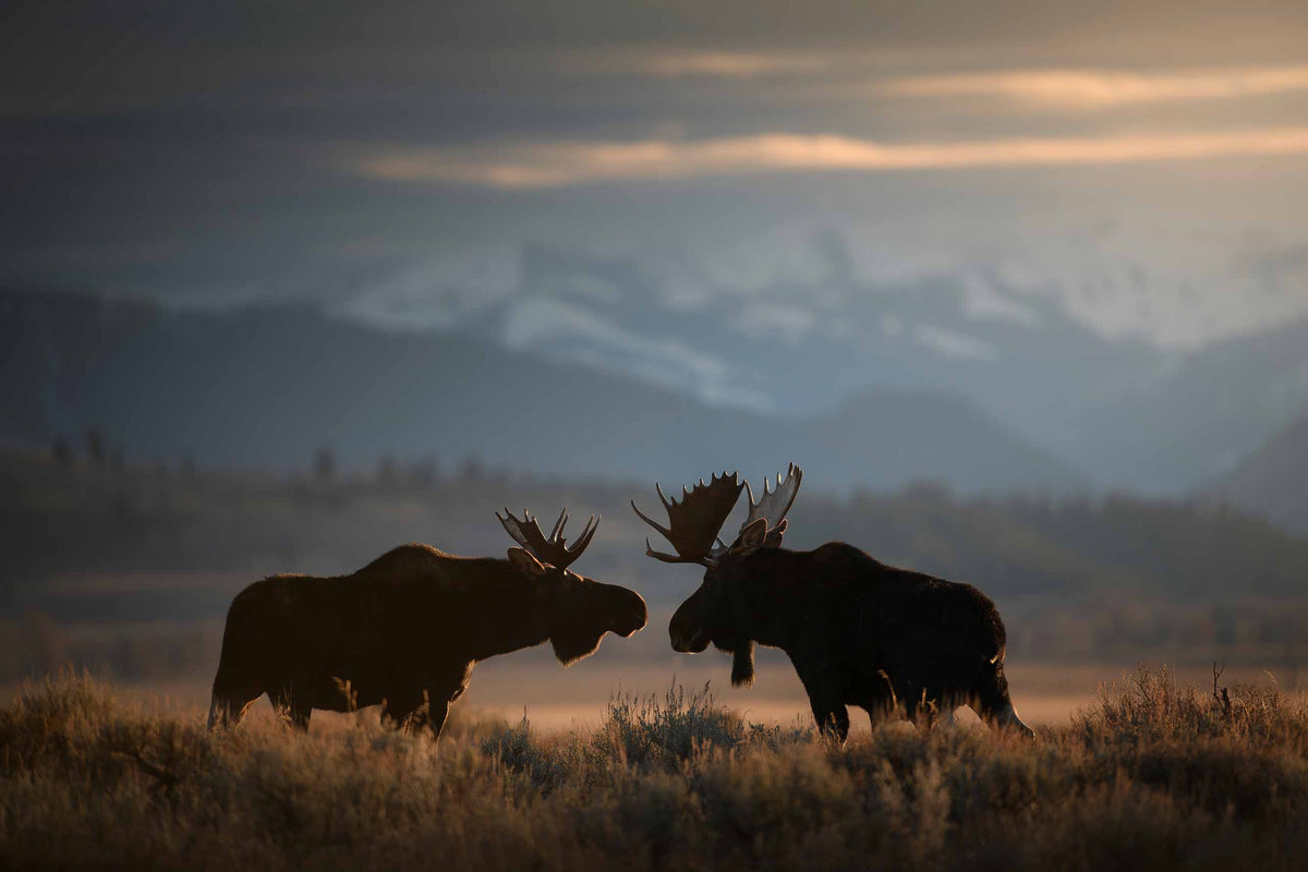 Moose Meeting