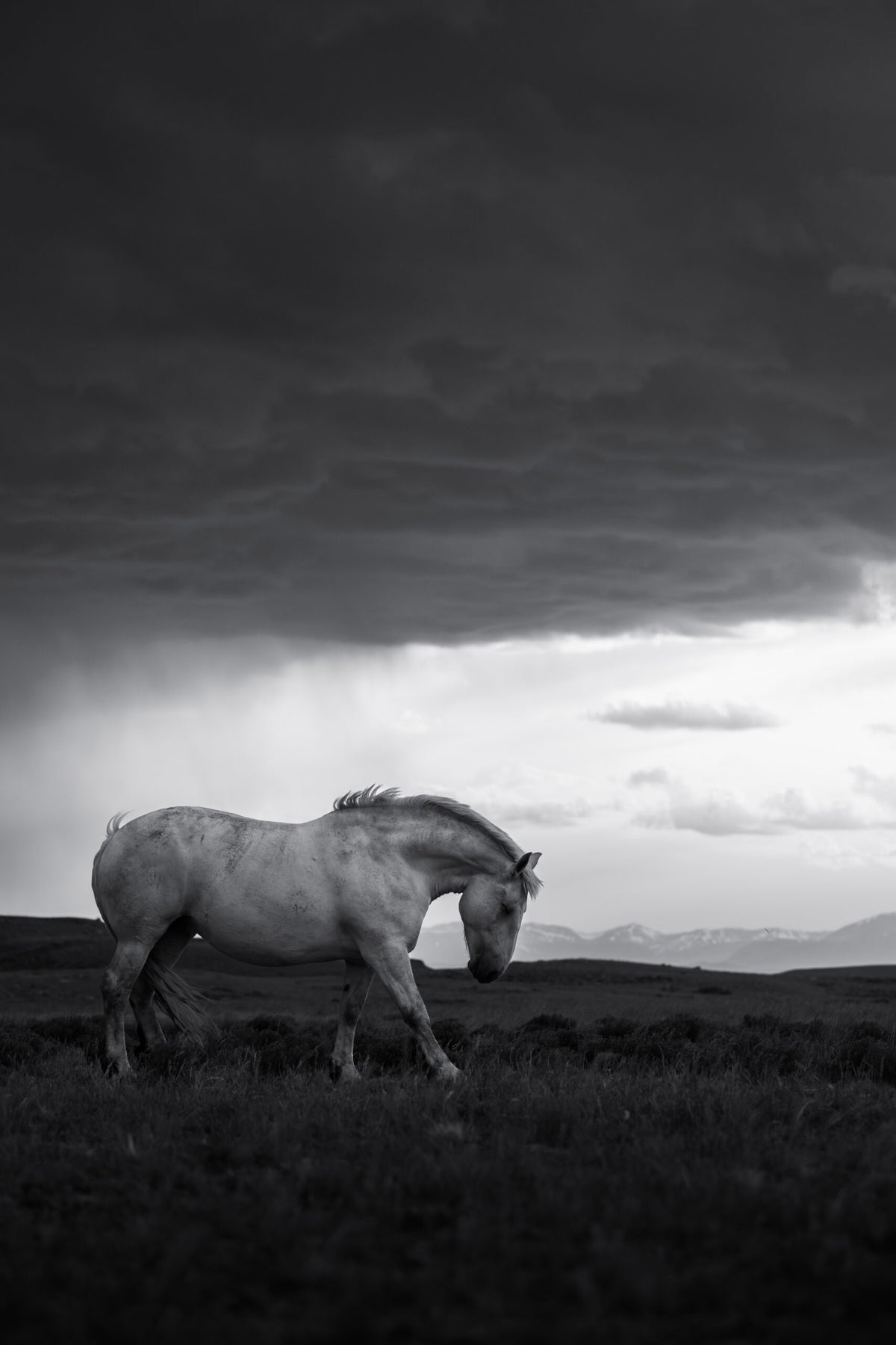 Mountain Guardian BW
