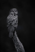 Odd Looking Stump BW