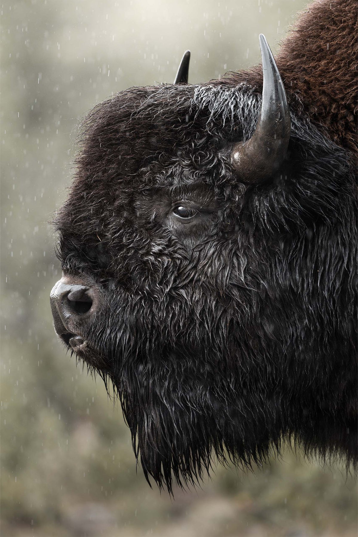Rainy Beast