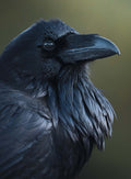 Raven Profile