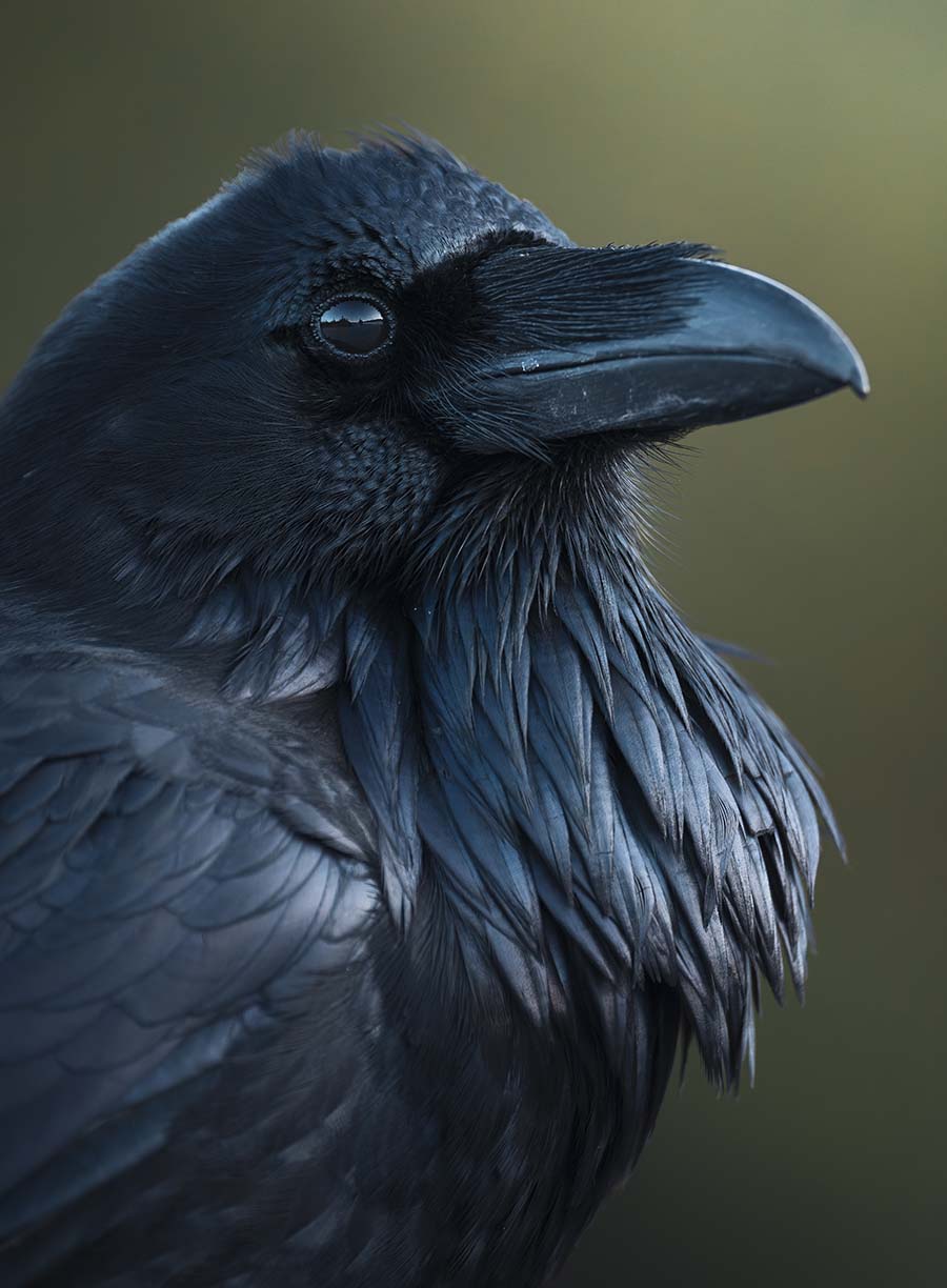 Raven Profile