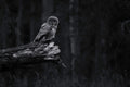 Silent Killer BW