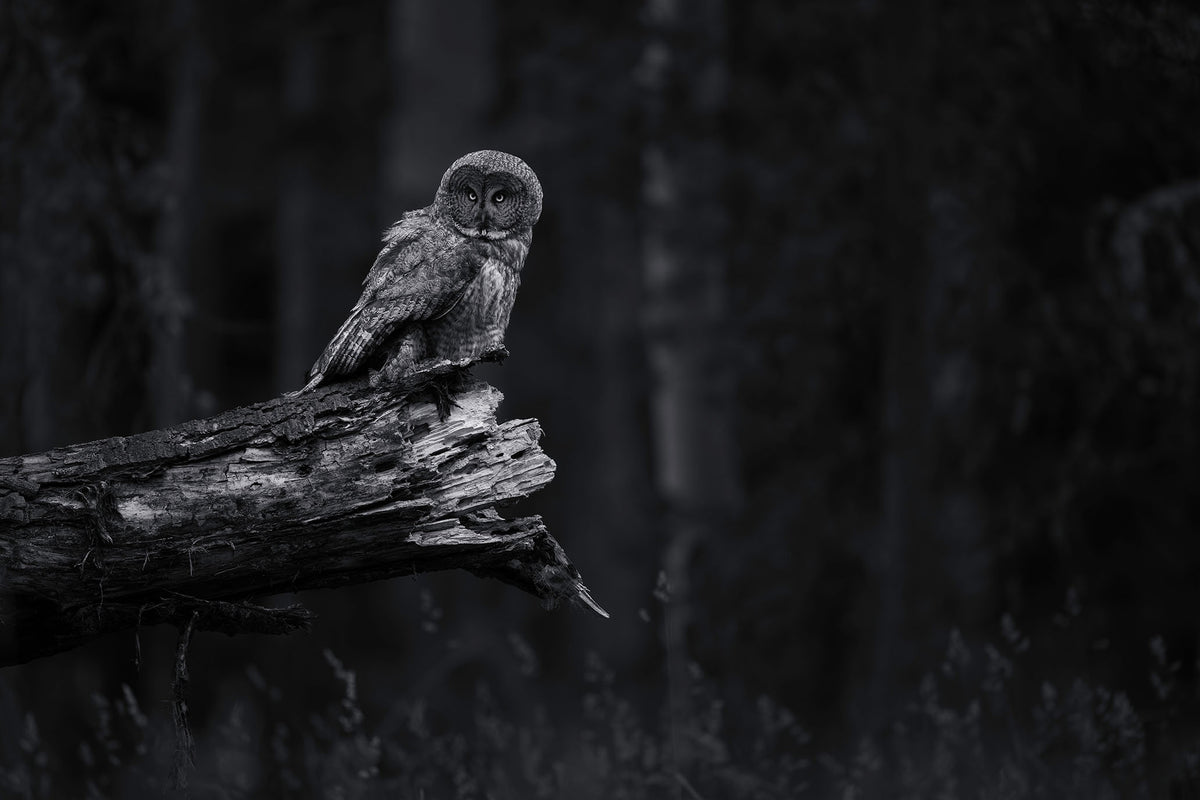 Silent Killer BW