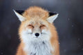 Smiling Fox