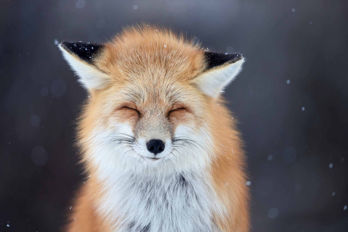 Smiling Fox