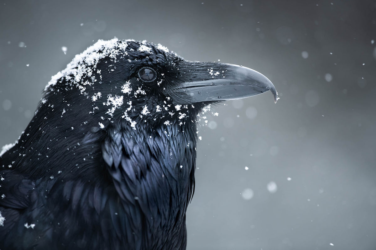 Snow Veil