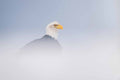 Snowy Eagle