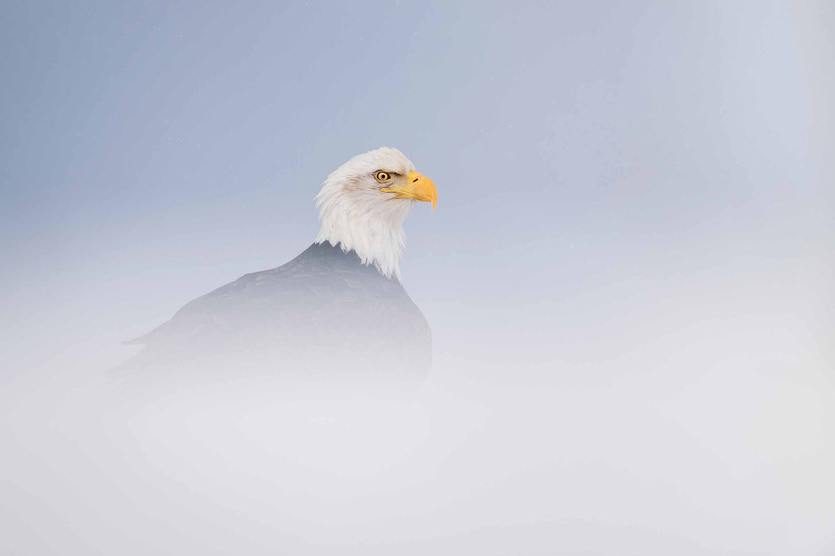 Snowy Eagle