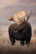 Sunset Lit Moose