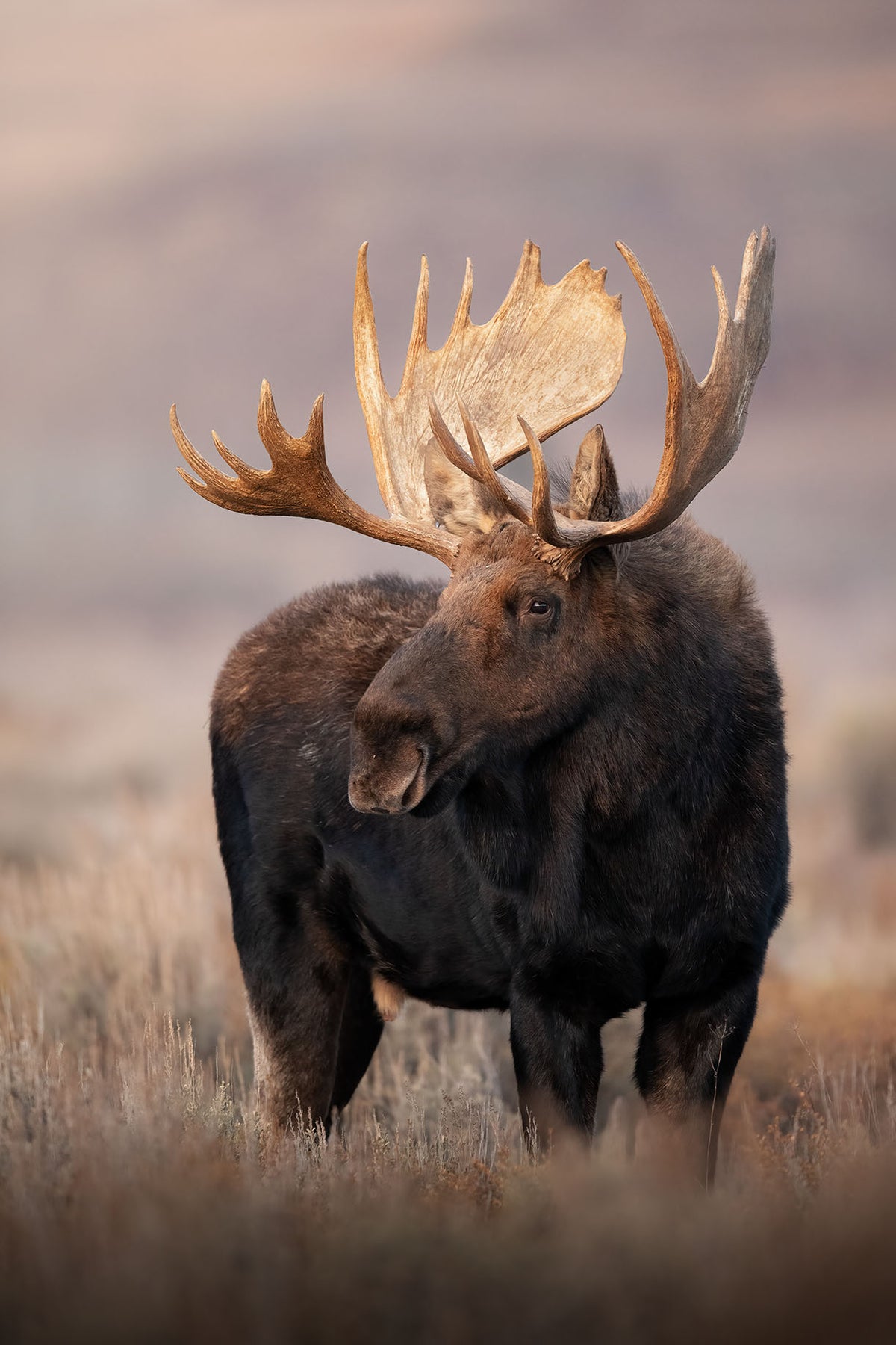 Sunset Lit Moose
