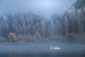 Swan Magic