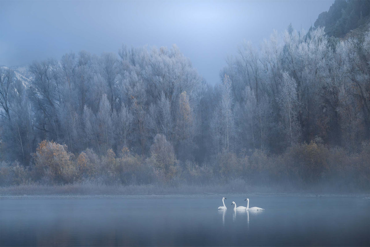 Swan Magic
