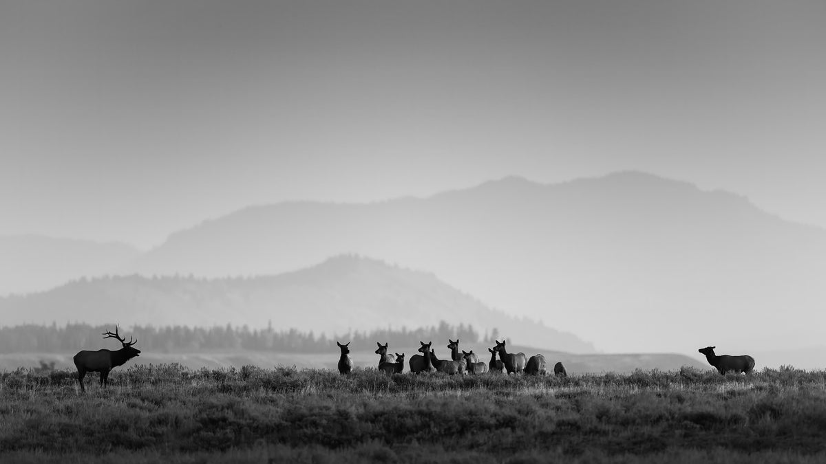 Watching Over His Harem BW