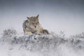 Weathering the Storm