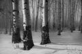 Winter Aspens BW
