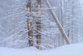 Winter Woodland