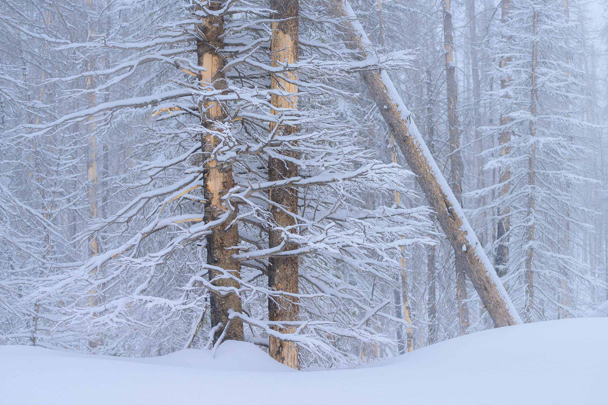 Winter Woodland