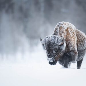 © Copyright Isaac Spotts Photography | Award-Winning Wildlife Photographer | CANNOT USE WITHOUT PERMISSION