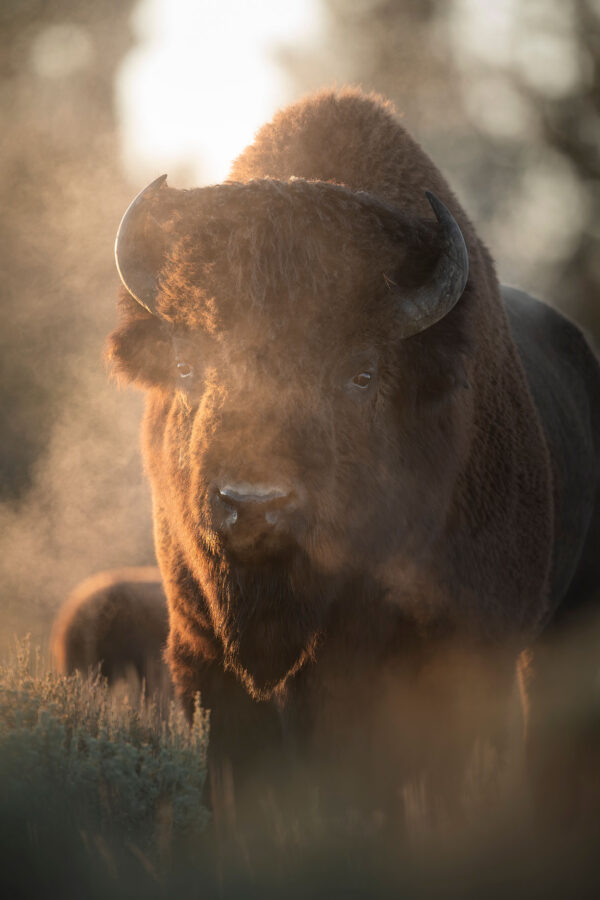 © Copyright Isaac Spotts Photography | Award-Winning Wildlife Photographer | CANNOT USE WITHOUT PERMISSION
