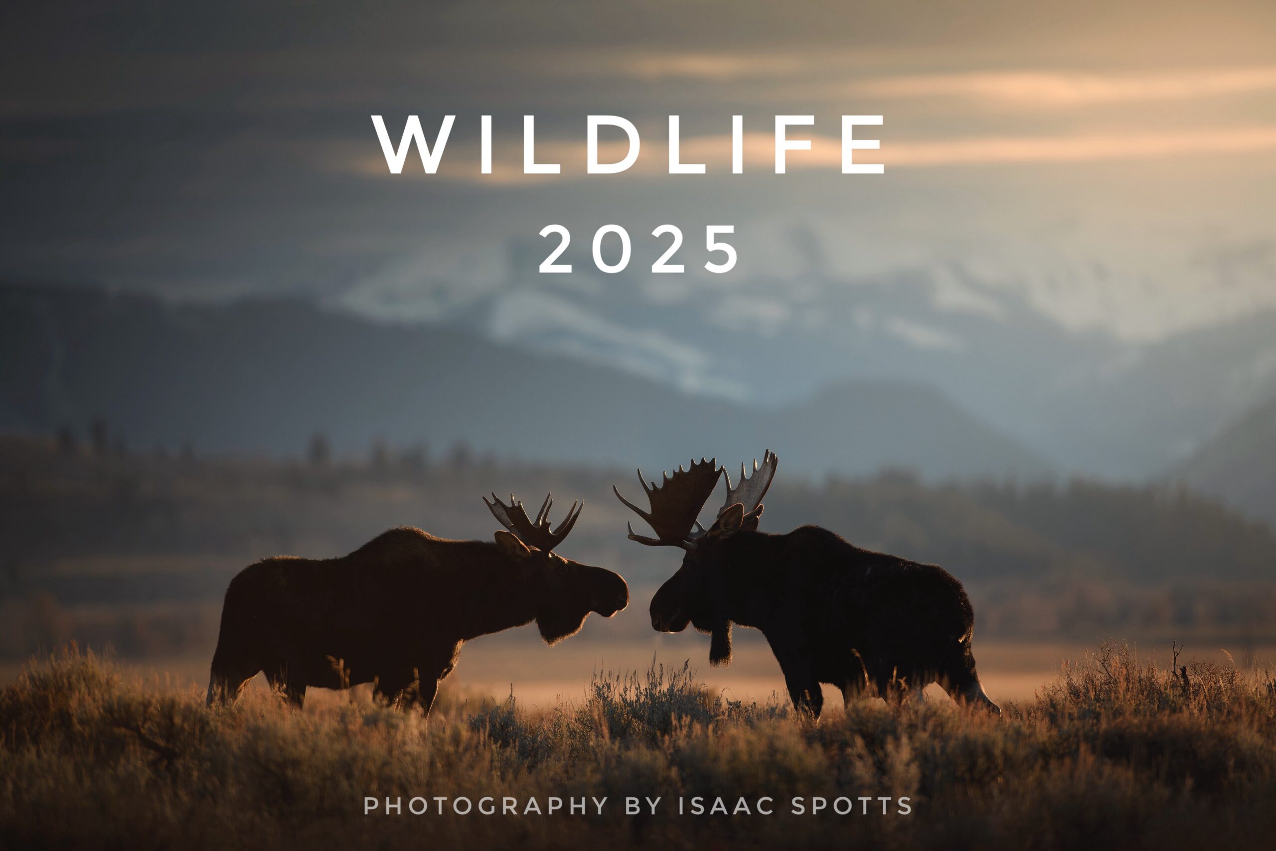 Isaac Spotts Photography | 2025 Wildlife Calendar | Purchase Now