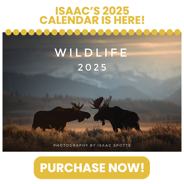 Isaac Spotts Photography | 2025 Wildlife Calendar | Purchase Now