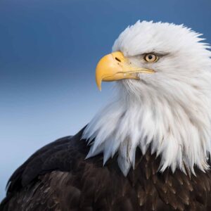 © Copyright Isaac Spotts Photography | Award-Winning Wildlife Photographer | CANNOT USE WITHOUT PERMISSION